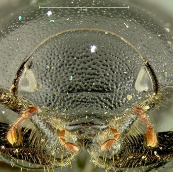 Media type: image;   Entomology 24793 Aspect: head frontal view
